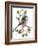 Long Tailed Tit and Cherry Blossom-Nell Hill-Framed Giclee Print