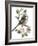 Long Tailed Tit and Cherry Blossom-Nell Hill-Framed Giclee Print