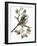 Long Tailed Tit and Cherry Blossom-Nell Hill-Framed Giclee Print