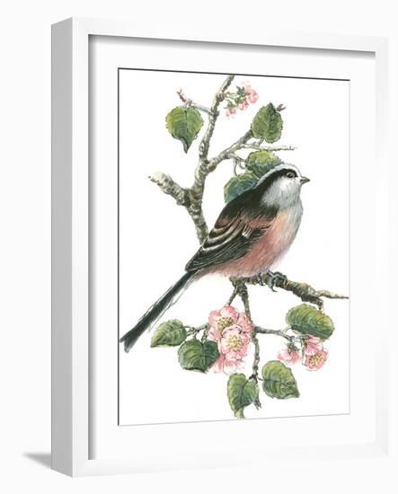 Long Tailed Tit and Cherry Blossom-Nell Hill-Framed Giclee Print