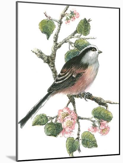 Long Tailed Tit and Cherry Blossom-Nell Hill-Mounted Giclee Print