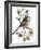 Long Tailed Tit and Cherry Blossom-Nell Hill-Framed Giclee Print