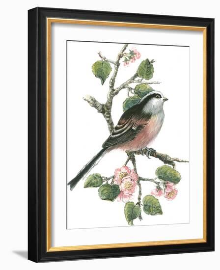 Long Tailed Tit and Cherry Blossom-Nell Hill-Framed Giclee Print