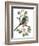 Long Tailed Tit and Cherry Blossom-Nell Hill-Framed Giclee Print