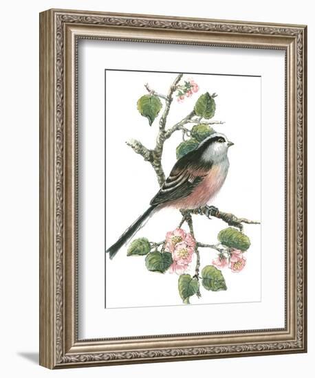 Long Tailed Tit and Cherry Blossom-Nell Hill-Framed Giclee Print