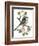 Long Tailed Tit and Cherry Blossom-Nell Hill-Framed Giclee Print