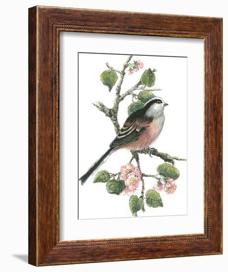 Long Tailed Tit and Cherry Blossom-Nell Hill-Framed Giclee Print