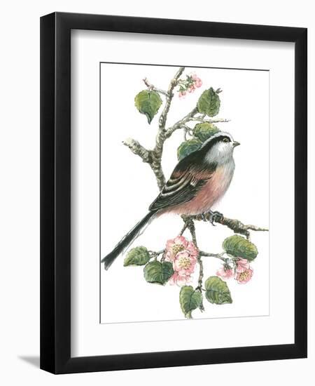 Long Tailed Tit and Cherry Blossom-Nell Hill-Framed Giclee Print