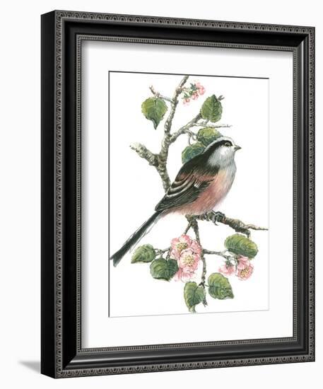 Long Tailed Tit and Cherry Blossom-Nell Hill-Framed Giclee Print