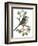 Long Tailed Tit and Cherry Blossom-Nell Hill-Framed Giclee Print