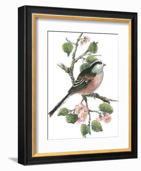 Long Tailed Tit and Cherry Blossom-Nell Hill-Framed Giclee Print