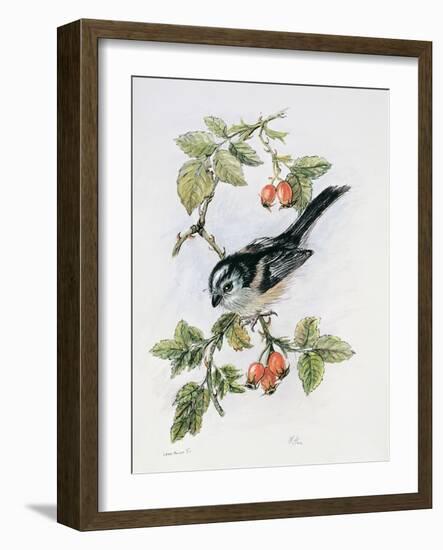 Long-Tailed Tit and Rosehips-Nell Hill-Framed Giclee Print