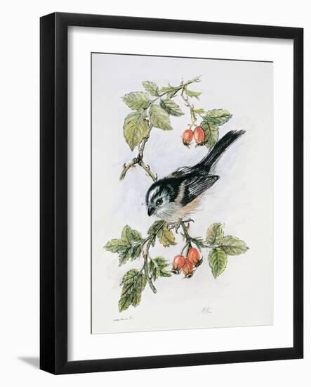 Long-Tailed Tit and Rosehips-Nell Hill-Framed Giclee Print