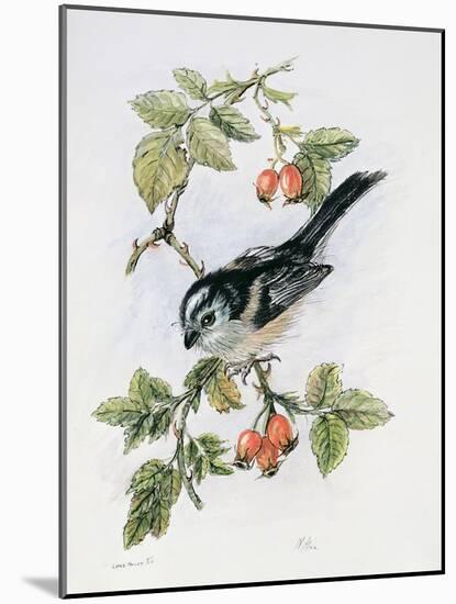 Long-Tailed Tit and Rosehips-Nell Hill-Mounted Giclee Print