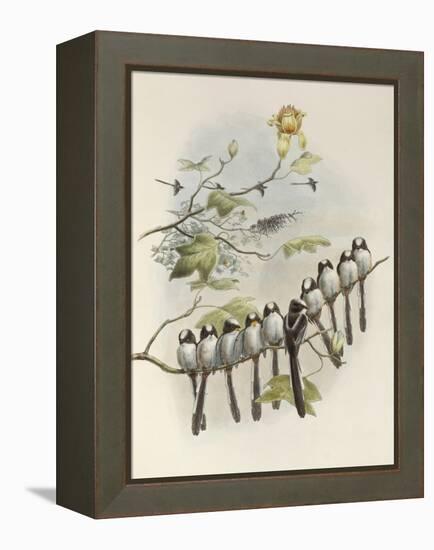 Long-Tailed Tit, Mecistura Caudata, The Birds of Great Britain, 1862-1873-John Gould-Framed Premier Image Canvas