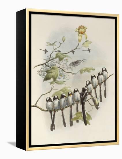 Long-Tailed Tit, Mecistura Caudata, The Birds of Great Britain, 1862-1873-John Gould-Framed Premier Image Canvas