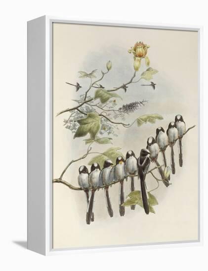 Long-Tailed Tit, Mecistura Caudata, The Birds of Great Britain, 1862-1873-John Gould-Framed Premier Image Canvas