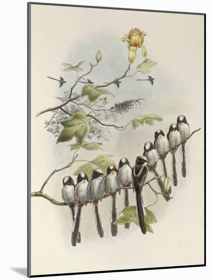 Long-Tailed Tit, Mecistura Caudata, The Birds of Great Britain, 1862-1873-John Gould-Mounted Giclee Print