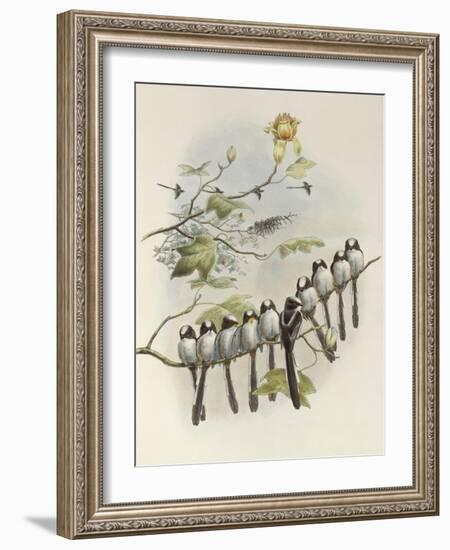 Long-Tailed Tit, Mecistura Caudata, The Birds of Great Britain, 1862-1873-John Gould-Framed Giclee Print