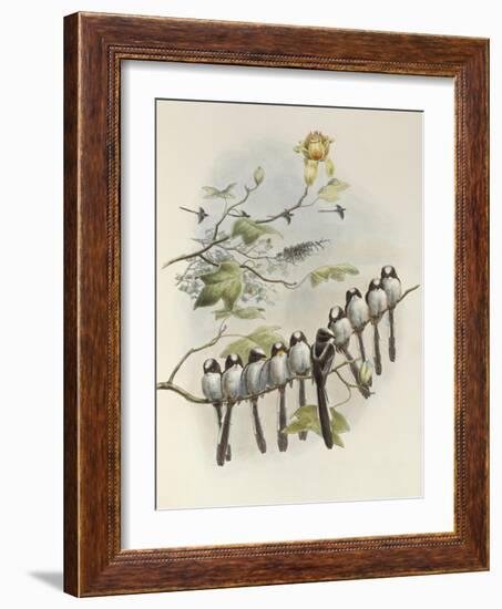 Long-Tailed Tit, Mecistura Caudata, The Birds of Great Britain, 1862-1873-John Gould-Framed Giclee Print