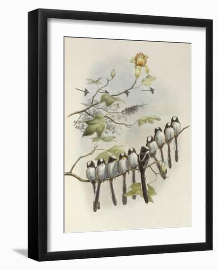 Long-Tailed Tit, Mecistura Caudata, The Birds of Great Britain, 1862-1873-John Gould-Framed Giclee Print