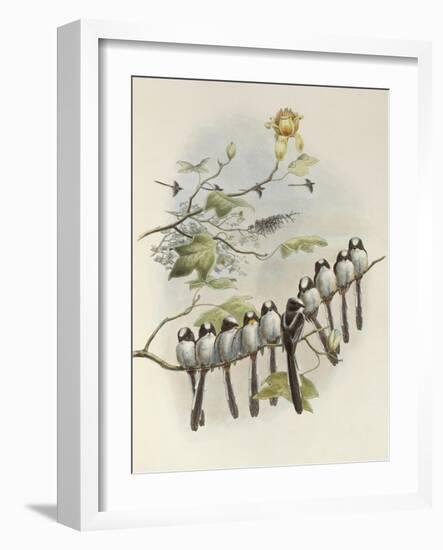 Long-Tailed Tit, Mecistura Caudata, The Birds of Great Britain, 1862-1873-John Gould-Framed Giclee Print