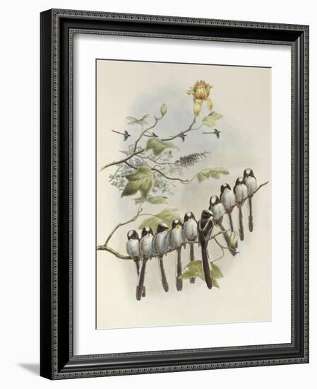 Long-Tailed Tit, Mecistura Caudata, The Birds of Great Britain, 1862-1873-John Gould-Framed Giclee Print