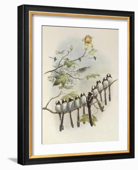 Long-Tailed Tit, Mecistura Caudata, The Birds of Great Britain, 1862-1873-John Gould-Framed Giclee Print