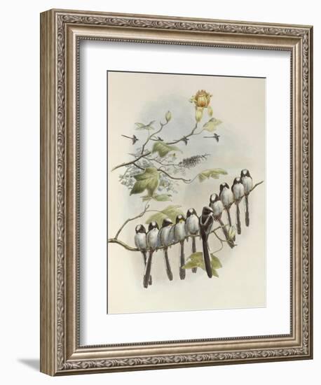 Long-Tailed Tit, Mecistura Caudata, The Birds of Great Britain, 1862-1873-John Gould-Framed Giclee Print