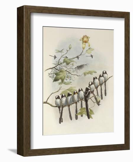 Long-Tailed Tit, Mecistura Caudata, The Birds of Great Britain, 1862-1873-John Gould-Framed Giclee Print