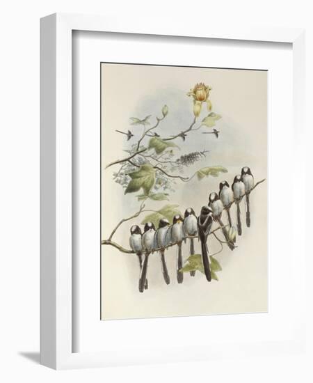 Long-Tailed Tit, Mecistura Caudata, The Birds of Great Britain, 1862-1873-John Gould-Framed Giclee Print