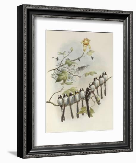 Long-Tailed Tit, Mecistura Caudata, The Birds of Great Britain, 1862-1873-John Gould-Framed Giclee Print