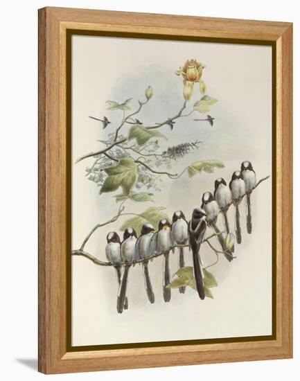 Long-Tailed Tit, Mecistura Caudata, The Birds of Great Britain, 1862-1873-John Gould-Framed Premier Image Canvas