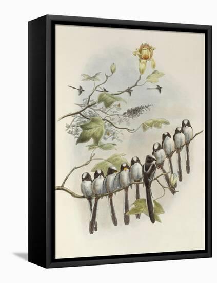 Long-Tailed Tit, Mecistura Caudata, The Birds of Great Britain, 1862-1873-John Gould-Framed Premier Image Canvas