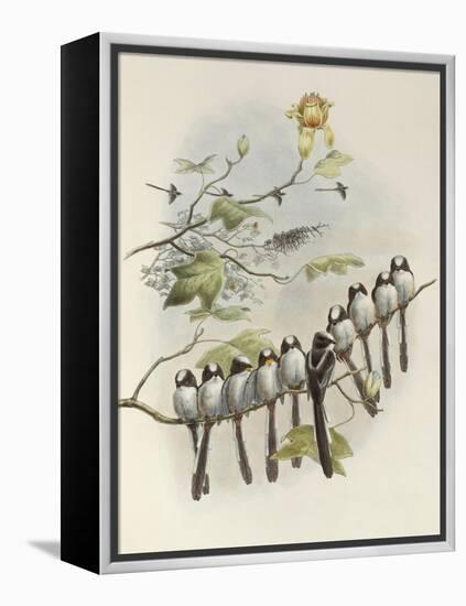 Long-Tailed Tit, Mecistura Caudata, The Birds of Great Britain, 1862-1873-John Gould-Framed Premier Image Canvas