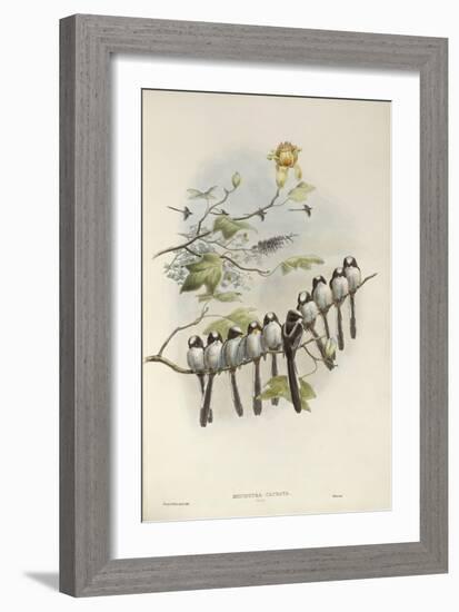 Long-Tailed Tit (Young)-John Gould-Framed Giclee Print