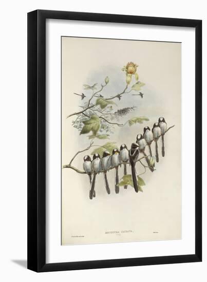 Long-Tailed Tit (Young)-John Gould-Framed Giclee Print