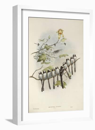 Long-Tailed Tit (Young)-John Gould-Framed Giclee Print