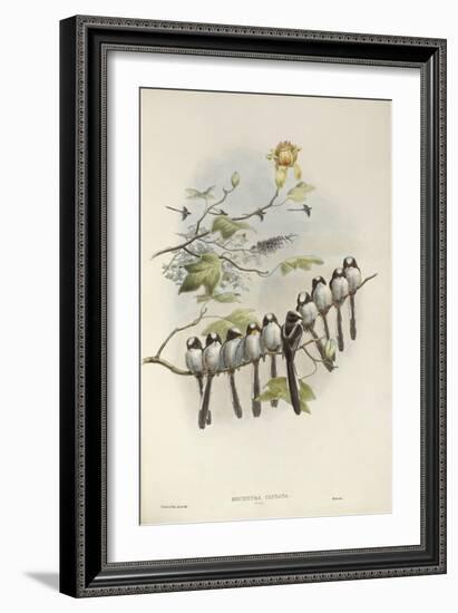 Long-Tailed Tit (Young)-John Gould-Framed Giclee Print