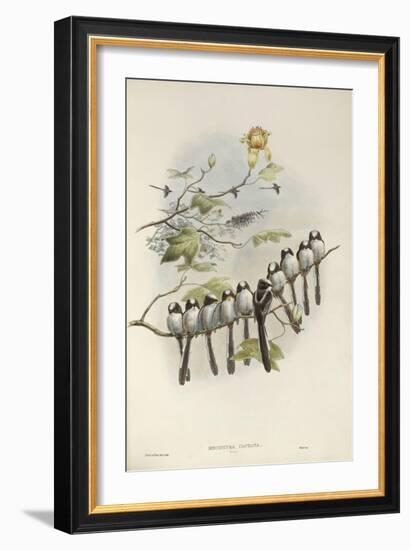 Long-Tailed Tit (Young)-John Gould-Framed Giclee Print