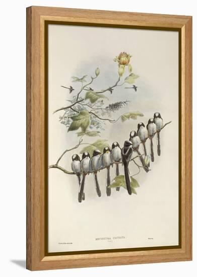 Long-Tailed Tit (Young)-John Gould-Framed Premier Image Canvas