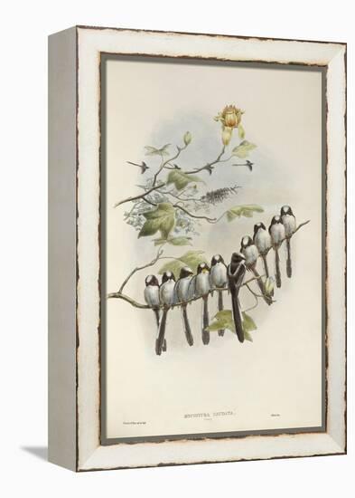 Long-Tailed Tit (Young)-John Gould-Framed Premier Image Canvas