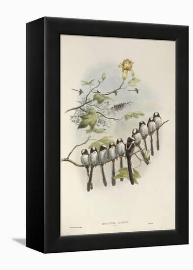 Long-Tailed Tit (Young)-John Gould-Framed Premier Image Canvas