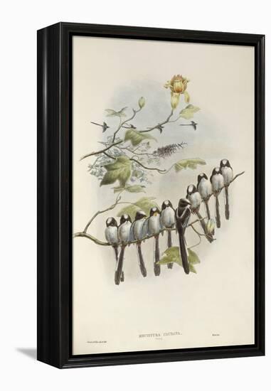 Long-Tailed Tit (Young)-John Gould-Framed Premier Image Canvas