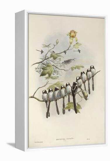 Long-Tailed Tit (Young)-John Gould-Framed Premier Image Canvas