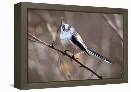 Long-tailed Tit-Colin Varndell-Framed Premier Image Canvas