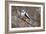 Long-tailed Tit-Colin Varndell-Framed Photographic Print