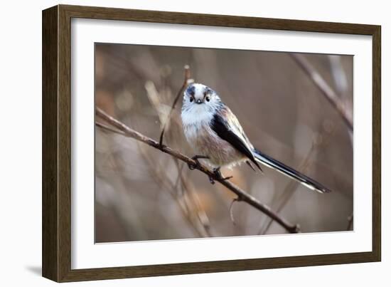 Long-tailed Tit-Colin Varndell-Framed Photographic Print