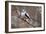 Long-tailed Tit-Colin Varndell-Framed Photographic Print