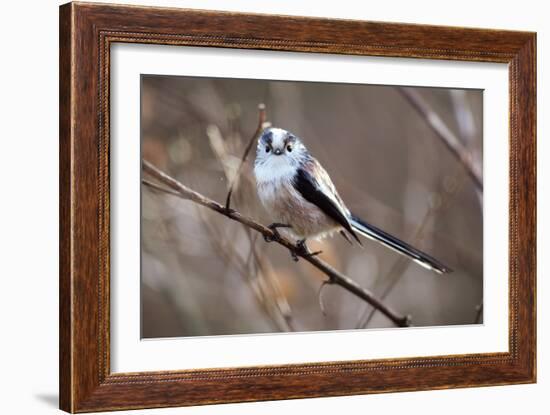 Long-tailed Tit-Colin Varndell-Framed Photographic Print